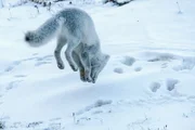 Polarfuchs