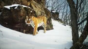 Amur Tigers also share these remote forests with Siberian Leopards. Land of the Leopard, Far East of Siberia.