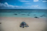 Lizard Island, Great Barrier Reef