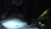 Moray Eel