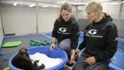 Ryan McEnaney and Gina Fish feed sea otter Mara in quarantine