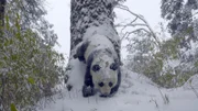 Um sein Revier zu markieren und seinen Geruch aus der Analdrüse so hoch wie möglich zu platzieren, macht ein Panda einen Handstand.