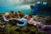 Unterwasseraufnahmen in der Antarktika sind nichts für Zartbesaitete. Bei minus zwei Grad Celsius hing die Länge der Dreharbeiten vor allem davon ab, wie lange der Kameramann die Kälte ertrug.