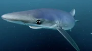 Hai  +++