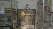 Rescued birds