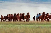 Eine Mustang-Herde im US-Bundesstaat Kalifornien