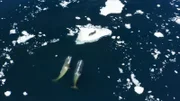 Eine Gruppe Schwertwale schwimmt im Tandem, um eine Welle zu erzeugen, in der Hoffnung, eine Robbe vom Eis zu stoflen.