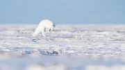 Picture Shows: The Arctic fox listens to the sound of scurrying and squeaking lemmings, and then pounces !