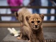 Cheetahs.