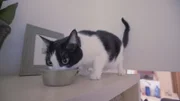 Kitty while eating.