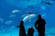 Aquarium