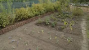 Bald kann Sarah von ihrem neuen Acker Kohl, Tomaten und Auberginen ernten.