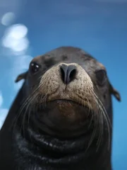 River Otter