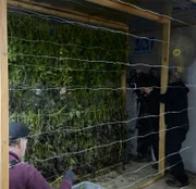 Ein Artikel über den Anbau von Marihuana
