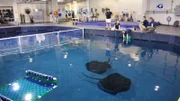Black Blotched Rays, Bacon and Tomato, in Holding Pool.