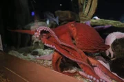 Octopus Ophelia swims in exhibit