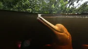 Botos sind die größte Flussdelfinart der Welt. Sie haben einen Schnurrbart an der Schnauze und einen sehr flexiblen Hals, der es ihnen ermöglicht, in überschwemmten Wäldern Fische zu fangen.