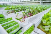 Eine Vertical Farm in Amsterdam: möglichst platzsparend werden die Pflanzen hier in langen, übereinander angeordneten Kästen angebaut. In der Anbauhalle kann das Klima vollständig kontrolliert werden.