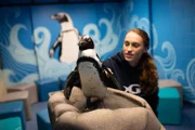 Trainer Hayley Green with a penguin.