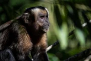 Black-Capped Capuchin