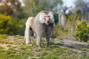 Hamadryas baboon in the San Diego Zoo Africa Rocks exhibit.