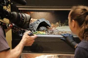 Box turtle Crush in his tank with Jessica watching him eat and Issac filming