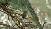 Ein weibliches Helmchamäleon bringt an den Hängen des Mount-Kenia-Massivs Jungtiere zur Welt.