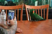 Antonio Ballatore films a parrot show.