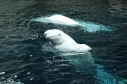Imaq and Whisper beluga whales.