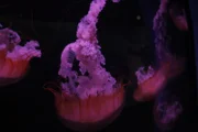 Sea jellies