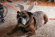 Chewie in bunny ears.