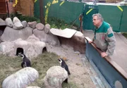 Revierleiter Gerhard Popp hat seine Pinguingruppe immer im Blick. Die Eigenheiten seiner Tiere kennt er ganz genau.