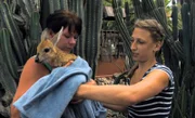 Die Mitarbeiter Mette und Antonia müssen mit dem Antilopenweibchen Simi zum Tierarzt.