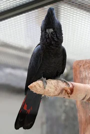 rbb Fernsehen PANDA, GORILLA & CO., TEIL 191, "Geschichten aus dem Zoo Berlin und dem Tierpark Berlin", am Freitag um 21:00 Uhr. Leider nicht ganz so bunt wie erhofft, ist das Liebesleben von Kakadu Krümel. Von Hand aufgezogen will Krümel nichts von seiner Kakadufrau wissen, sondern richtet seine Aufmerksamkeit auf die Pfleger und da er sich mit den bekannten schnell langweilt, wird jeder neue Pfleger stürmisch umworben.