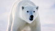 Ein normalerweise einsamer Eisbär, der einen anderen Bären in den Weiten der Meereisfjorde Svalbards beobachtet.