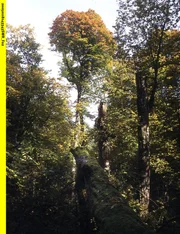 50 Meter hohe Baumriesen gibt es in der Wildnis von Bialowieza.