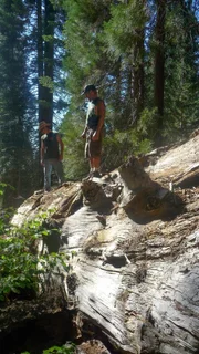 John Daniels and Mark Sylvestre on an old sequoia tree.