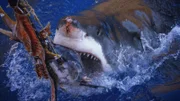 Shark bites the bait.