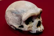 Man schätzt, dass das Gehirn des "Drachenmenschen" in seiner Größe mit dem Gehirn unserer Spezies vergleichbar ist.