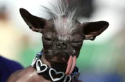 PETALUMA, CA - JUNE 20: A Chihuahua named Elwood sits with his tongue out before the start of the 20th Annual Ugliest Dog Competition at the Sonoma-Marin Fair.