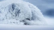 Nur sehr wenige Tiere können in der arktischen Tundra überleben. Der Polarfuchs ist jedoch eines von ihnen.