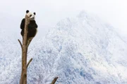 Mit ihrem dicken Fell sind Grofle Pandas gut an die kalten Bedingungen in den hohen Bergen Chinas angepasst.