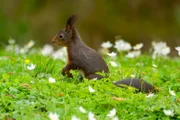 Eichhörnchen auf Nahrungssuche auf einer Streuobstwiese