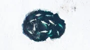 Mehr als 30 Kilometer vom nächsten offenen Gewässer entfernt, bietet dieses Eisloch vor dem östlichen Russland für eine Gruppe Belugawale den einzigen Zugang zu Sauerstoff.