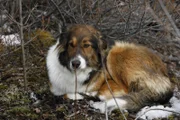 Piper, der Rowland-Hund (National Geographic/Sean Odom)
