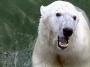 Dieser Eisbär wartet auf seine "Fischstäbchen".