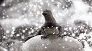 Mitten im Pazifik der Galapagos-Archipel. Die Inseln gelten als Arche der Evolution. Nirgendwo sonst gibt es ein solch seltsames Sammelsurium an Tieren. Die Galapagos-Meerechse hat sich auf ungewöhnliche Weise an ihre Umwelt angepasst und lernte tauchen um zu Überleben.
