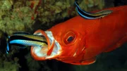 Der Blaustreifen-Putzerlippfisch reinigt hunderte „Kunden“ am Tag und ernährt sich von ihren abgestorbenen Hautzellen.