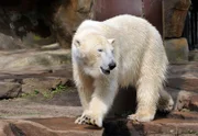 Kulturradio vom rbb POLARTIERE, Hörstück von Monika Ahrens, am Montag um 14:10 Uhr. Eisbärin Giovanna im Berliner Zoo.