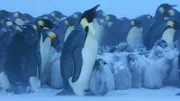 Kaiserpinguine mit ihrem Nachwuchs im Antarktischen Schneesturm.